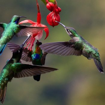 photo of two hummingbirds around a flower. article is talking about Hummingbird algorithm SEO for copywriters