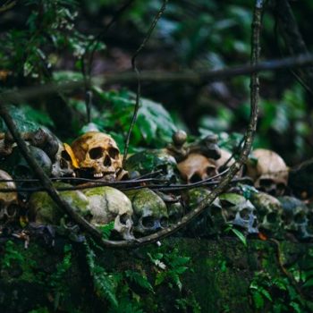 Skulls in forest