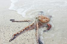 a squid washes up on the beach to show business problem tentacles