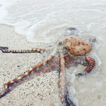 a squid washes up on the beach to show business problem tentacles